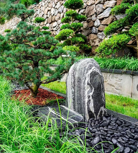 树葬 树葬